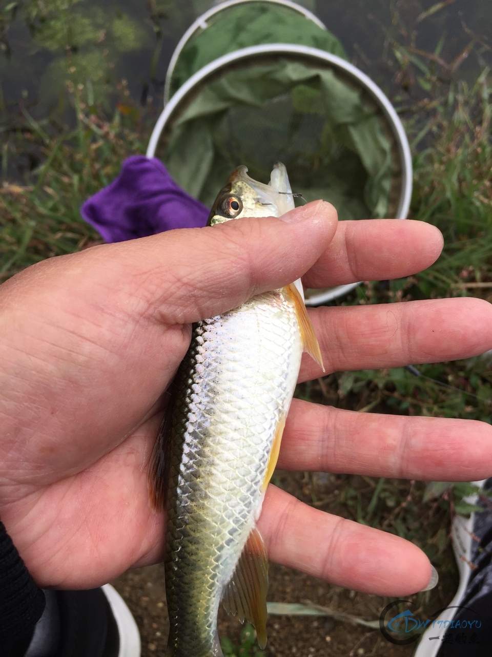 盘车溪流钓—— 马口也疯狂!